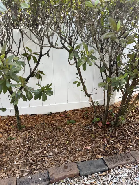 The same fence and bed after rust removal