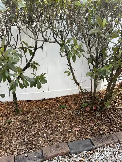 The same fence behind landscaping after rust removal