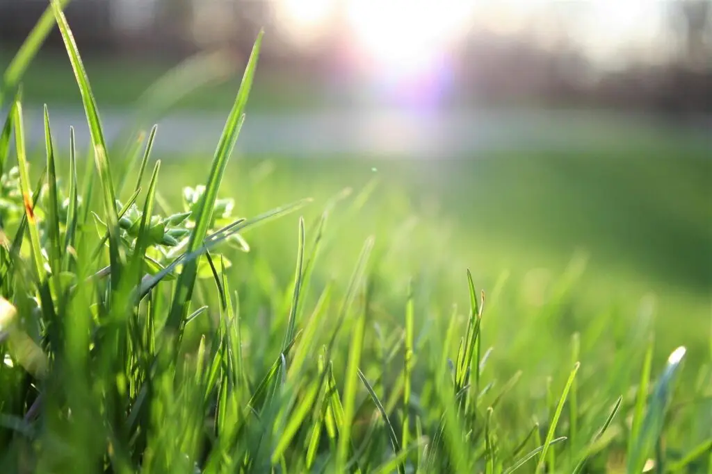 Macro shot of lush green grass with sunlight creating a warm, serene atmosphere.